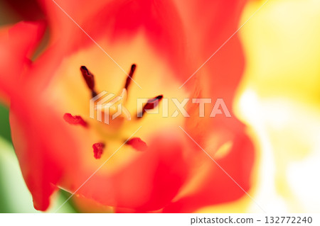 Close-up of red tulips 132772240