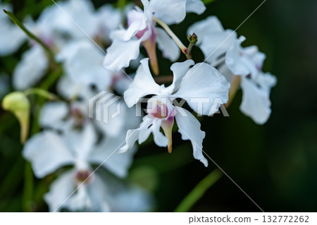 Orchid Papilionande Mundi 132772262