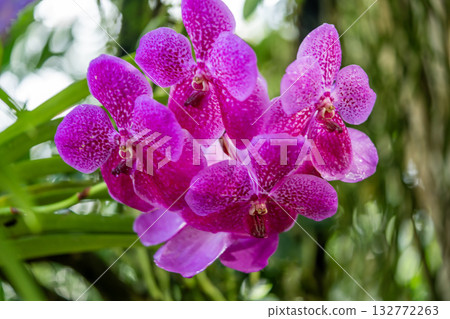 Pink panda orchid flowers bloomed Pink panda orchid flowers bloomed 132772263