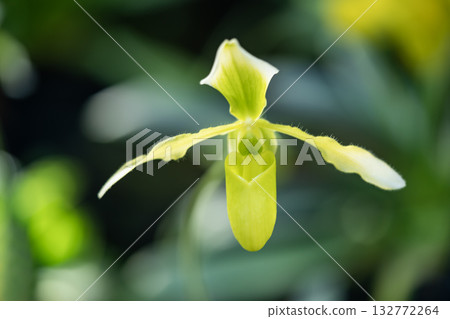 Yellow orchid flower 132772264