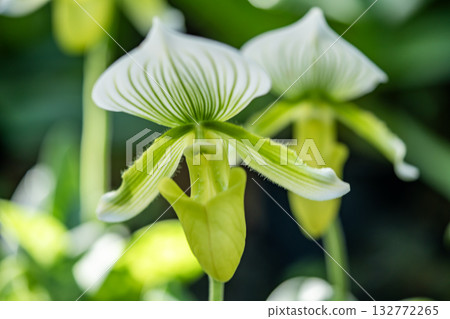 Orchid Flower Orchid Flower 132772265