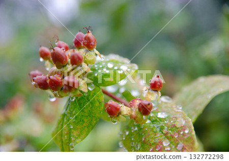 Fruit of Hippelicum Fruit of Hippelicum 132772298