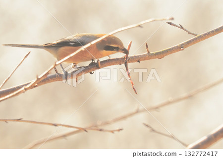 The moment a male shrike sticks an earthworm into a tree branch (Shrike's quick feeding) 132772417
