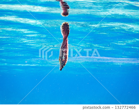 A young red-spotted tang fish drifting on the water surface. Photographed halfway underwater. Beautiful coral reefs and schools of tropical fish. Kabi Island, Kerama Islands, Shimajiri District, Okinawa Prefecture 132772466