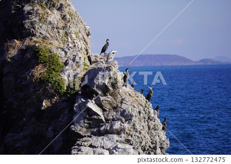 Futami Rock on the east coast of Shikanoshima Island. Cormorants and grey herons. 132772475