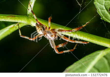 Close-up view of a spider perched on a green stem in a lush garden under natural light 132772476