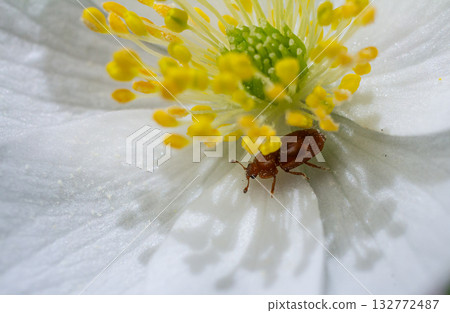 Close-up of a small beetle on a white flower petal surrounded by yellow stamens under natural light in a garden setting Close-up of a small beetle on a white flower petal surrounded by yellow stamens under natural light in a garden setting 132772487