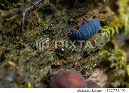 Small insect crawls on decaying wood in a forest during daylight highlighting the intricate ecosystem and life cycle within natural habitats 132772491