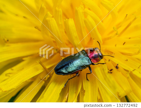 Colorful beetle resting on a vibrant yellow dandelion during a sunny day in a garden setting 132772492