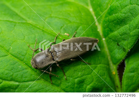 Close-up view of a beetle resting on a green leaf in a natural environment during daylight hours 132772496