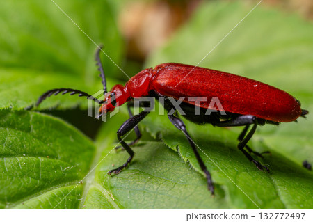 Bright red pyrochroa sp cardinal beetle observed on lush green leaf during sunny spring afternoon in a tranquil garden setting 132772497