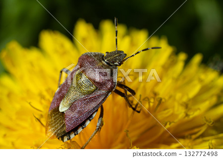 Close-up view of a bug resting on a bright yellow dandelion during a sunny day in springtime 132772498