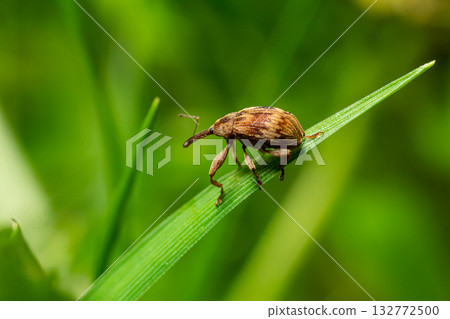 Close-up of a brown weevil on a green leaf in a lush garden environment during daylight 132772500