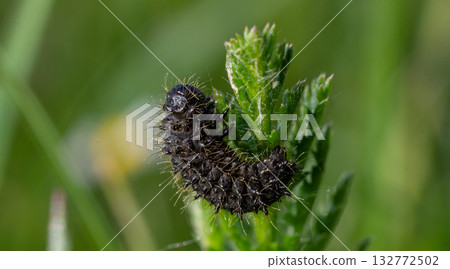 Larva of Galeruca tanaceti feeding on a Tansy leaf in its natural habitat during springtime 132772502