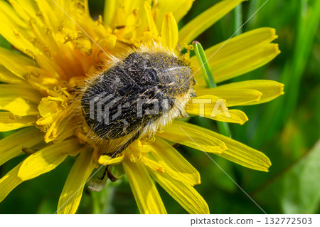 Hairy rose beetle exploring vibrant yellow dandelion flowers in a sunny garden during springtime in the countryside 132772503