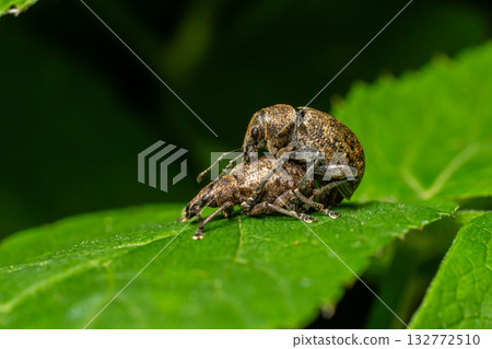 Two brown weevils mating on a green leaf during daylight in a serene garden environment 132772510