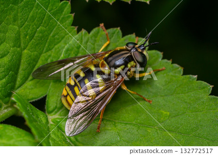 Chrysotoxum spp. hoverfly resting on lush green foliage in a natural habitat during daylight hours showing distinctive yellow and black markings 132772517
