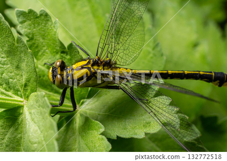 Common clubtail resting on green foliage with vibrant yellow stripes and distinctive black body observed in its natural habitat 132772518