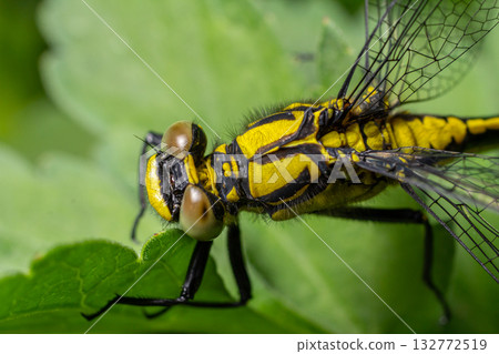 Close-up view of Gomphus vulgatissimus showcasing distinctive black body and bright yellow stripes perched on a vibrant green leaf in a natural habitat 132772519