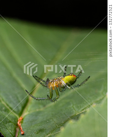 Bright green Araniella opisthographa spider observed on a leaf showcasing its distinctive coloration and intricate legs while it prepares to weave a web Bright green Araniella opisthographa spider observed on a leaf showcasing its distinctive coloration and intricate legs while it prepares to weave a web 132772521