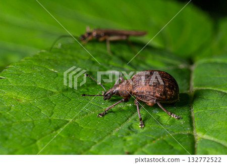 Close-up view of a brown beetle crawling on a green leaf in a garden during daylight hours with another insect in the background 132772522