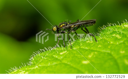 Soldier fly perched on a green leaf with fine hairs highlighting its detail 132772529