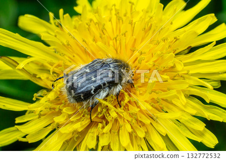 Hairy rose beetle resting on vibrant dandelion flower in a garden during sunny spring afternoon 132772532