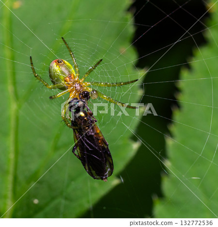 Cucumber green orb weaver Araniella cucurbitina captures an insect within its delicate orb web in a lush green habitat Cucumber green orb weaver Araniella cucurbitina captures an insect within its delicate orb web in a lush green habitat 132772536