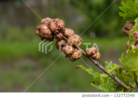 Oak galls formed by oak gall wasps create unique deformations on oak branches showcasing interesting interactions between insects and trees in nature Oak galls formed by oak gall wasps create unique deformations on oak branches showcasing interesting interactions between insects and trees in nature 132772540