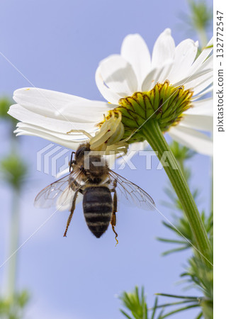Spider and bee interaction on a blooming flower under a clear blue sky with soft sunlight highlighting their activity in springtime Spider and bee interaction on a blooming flower under a clear blue sky with soft sunlight highlighting their activity in springtime 132772547