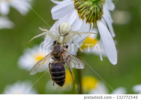 Flower Crab Spider Misumena vatia captures a bee on a daisy in a vibrant meadow during a sunny day Flower Crab Spider Misumena vatia captures a bee on a daisy in a vibrant meadow during a sunny day 132772548