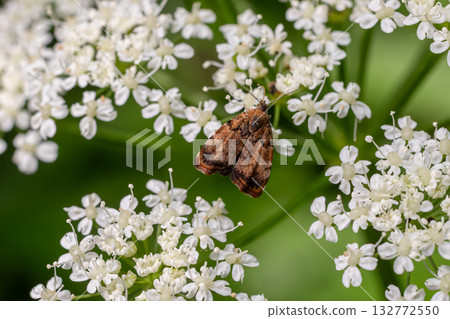 Tortricidae sp. moth resting on white flowering plant in a lush garden during daytime in spring season 132772550