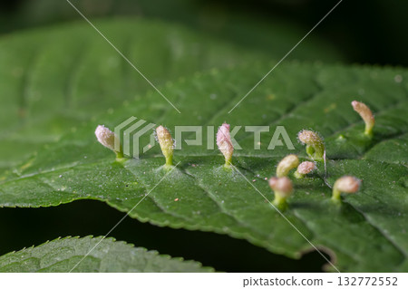 Eriophyes sp. Erineum Gall observed on leaf surface during spring season in a forest ecosystem showcasing intricate gall formation 132772552
