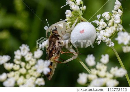 Flower crab spider Misumena vatia capturing prey on white wildflowers in a sunny garden during summer 132772553