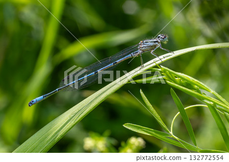 Azure Damselfly resting on a leaf in a lush green habitat during a sunny afternoon near a tranquil pond 132772554