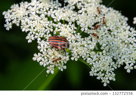 Striped Bug resting on white flowers in a lush garden during a sunny day with ants foraging nearby Striped Bug resting on white flowers in a lush garden during a sunny day with ants foraging nearby 132772556