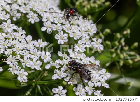 Dinera ferina flies feeding on delicate white flowers in a vibrant garden setting 132772557