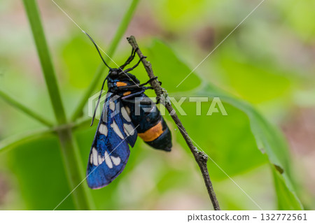 Colorful Amata phegea resting on a branch surrounded by lush green foliage on a sunny day Colorful Amata phegea resting on a branch surrounded by lush green foliage on a sunny day 132772561