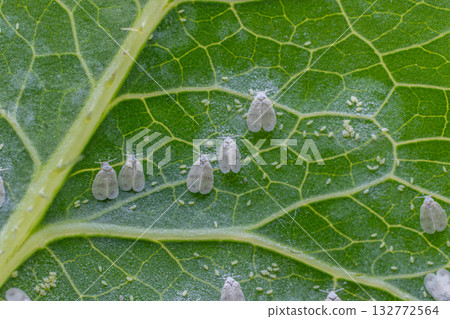 Whiteflies on a green leaf presenting a close view of Aleyrodidae sp. pest in its natural habitat during daylight 132772564