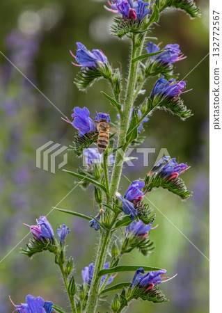 European honey bee collecting nectar from vibrant viper's bugloss flowers in a blooming garden setting during springtime 132772567