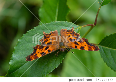 Comma butterfly resting on a green leaf in a natural habitat during a sunny afternoon 132772572