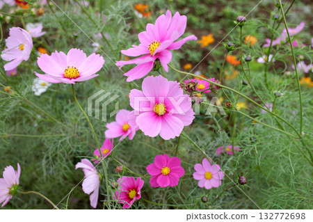 Cosmos, Kashiwa City, Chiba Prefecture Cosmos, Kashiwa City, Chiba Prefecture 132772698