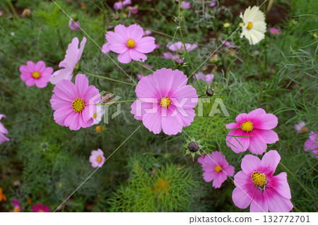 Cosmos, Kashiwa City, Chiba Prefecture Cosmos, Kashiwa City, Chiba Prefecture 132772701
