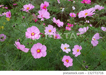 Cosmos, Kashiwa City, Chiba Prefecture 132772716