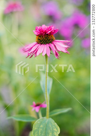 Pink coneflower Double Decker in full bloom Pink coneflower Double Decker in full bloom 132772800