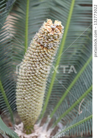 迪翁·埃杜爾錐 132773022