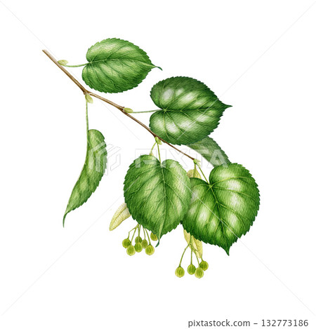 Linden tree branch with fruits and green leaves watercolor vintage style illustration. Hand drawn lime tree twig with nutlets close up botanical element isolated on white background 132773186