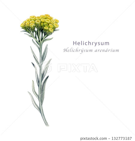 Helichrysum plant with yellow flowers watercolor illustration. Hand drawn medicinal wildflower herb. Helichrysum arenarium herbal medicine, homeopathy treatment natural element on white background Helichrysum plant with yellow flowers watercolor illustration. Hand drawn medicinal wildflower herb. Helichrysum arenarium herbal medicine, homeopathy treatment natural element on white background 132773187