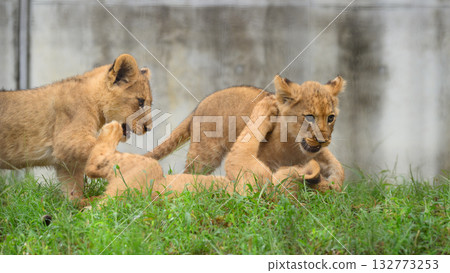 Playful Lion Brothers Playful Lion Brothers 132773253