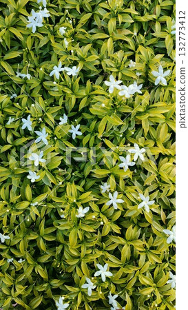 Beautiful Gardenia Jasminoides Bush Background 132773412